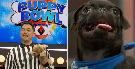 Watch Puppy Bowl 